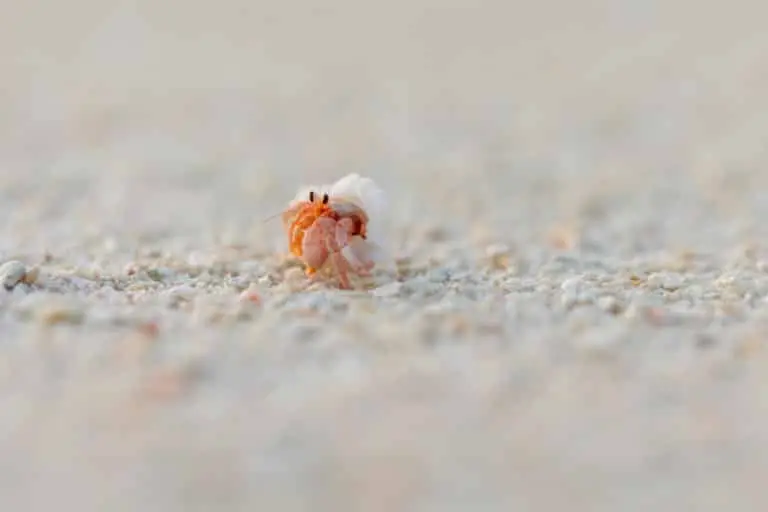 Ein winziger, orangefarbener Einsiedlerkrebs lugt aus seinem weißen Schneckenhaus auf einem hellen Sandstrand. Nachhaltige Hotels bieten oft Ausflüge zu solchen Naturschauplätzen an.