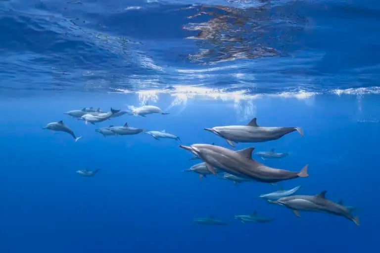 Eine Gruppe Delfine schwimmt im tiefblauen Wasser der Malediven. Ideal für einen Tauchurlaub Malediven, um diese faszinierenden Tiere zu beobachten.
