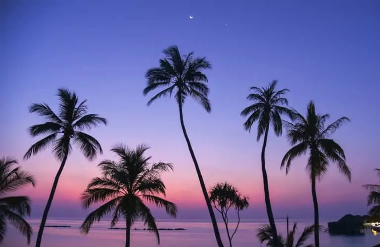 Sonnenuntergang auf den Malediven: Palmen silhouettiert vor einem violett-rosa Himmel während eines Malediven Urlaub All Inclusive. Halbmond und Stern funkeln über dem ruhigen Ozean.