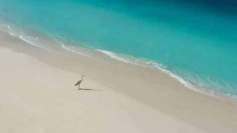Ein Reiher steht einsam am weißen Sandstrand der Barefoot Inseln, wo türkisfarbenes Wasser sanft ans Ufer schwappt.