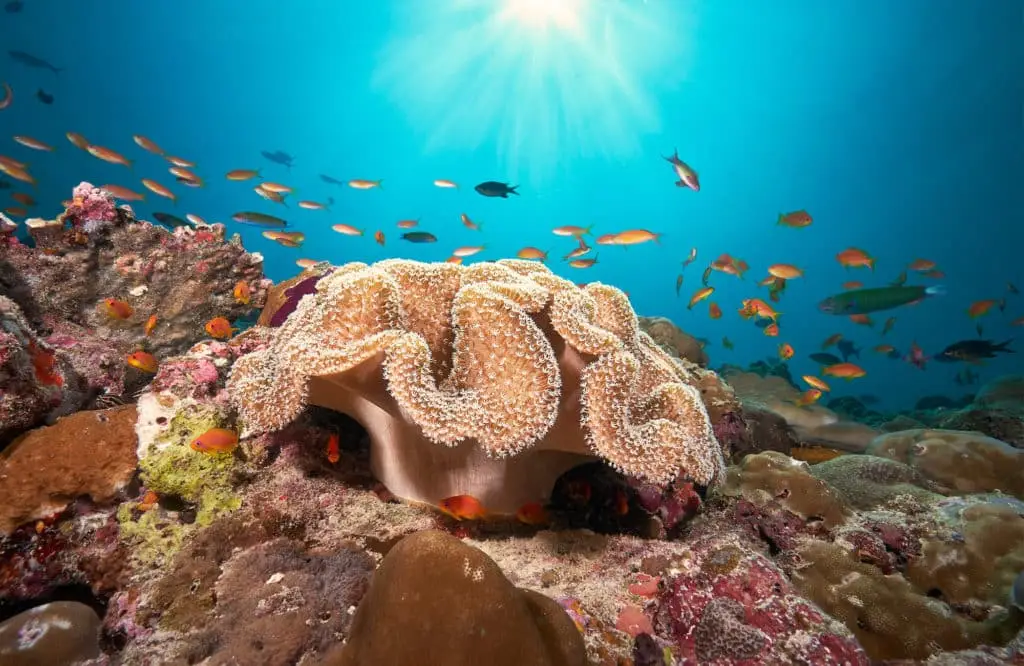 Unterwasseraufnahme mit farbenprächtigem Korallenriff, Schwarm bunter Fische und Sonnenstrahlen. Ein Urlaub im Einklang mit der Natur, der die Freiheit mit Verantwortung zeigt.