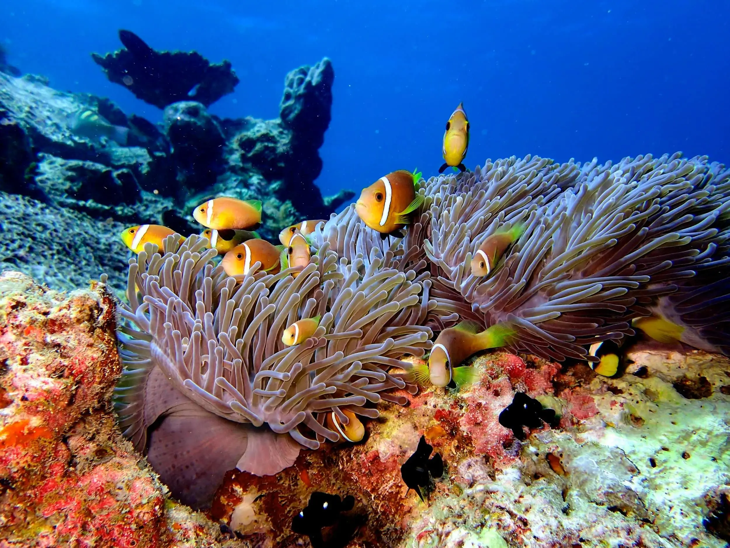 Clownfische zwischen Seeanemonen am Korallenriff auf den Malediven